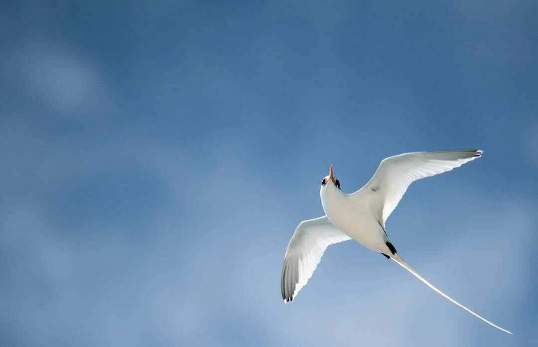 White-tailed Tropicbird